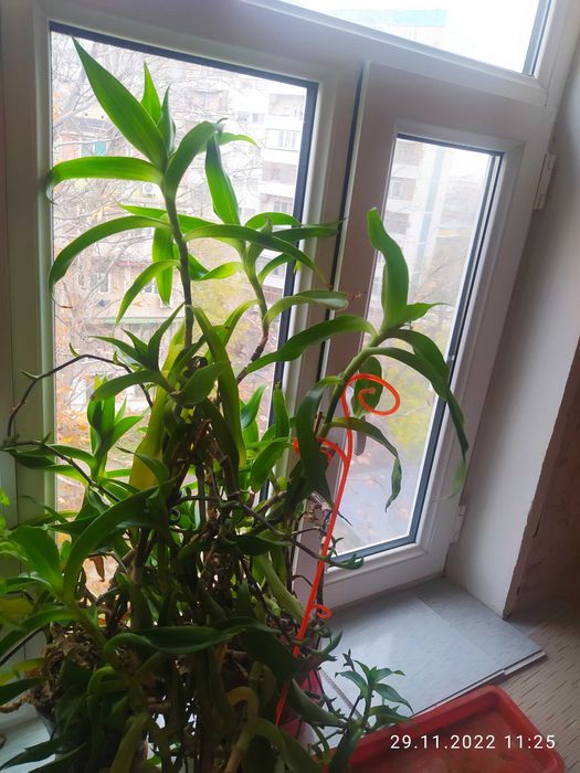 Продается Золотой ус