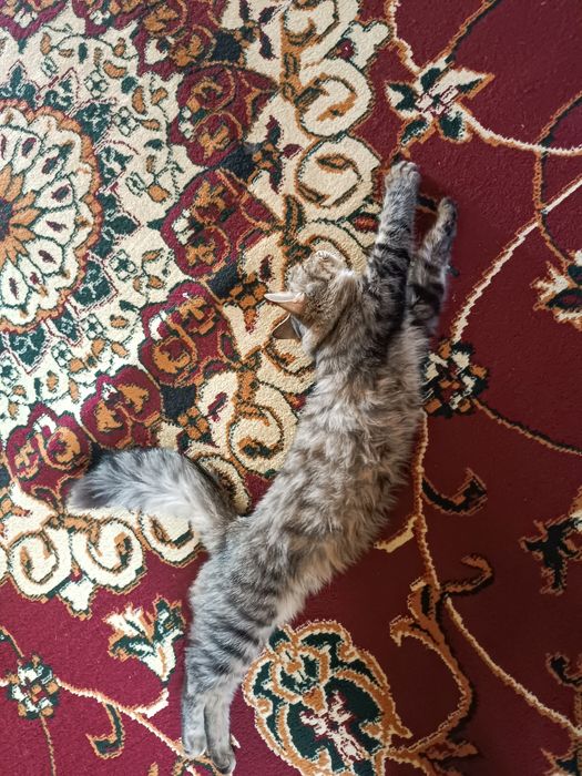 Mushuk mushukcha mushuklar котенок котик