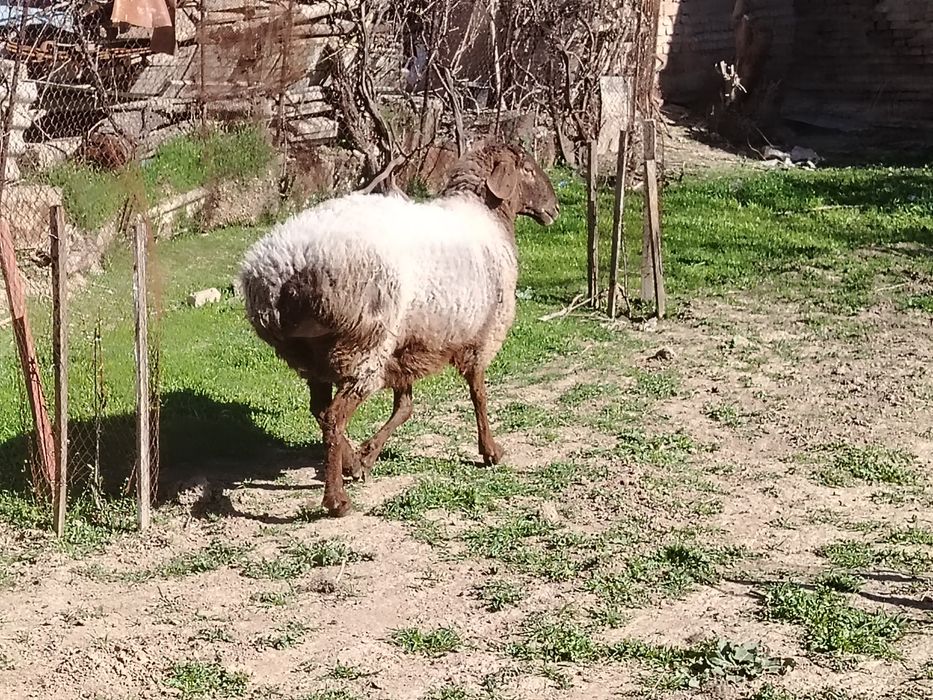 Urg'ochi ona qoy sotiladi