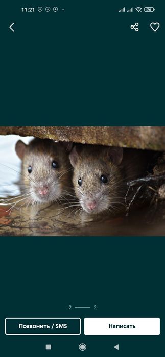 Kalamush,Sichqon,Tarakan dori Dizenfeksiya (AQSH) Russiya maxsulotlari