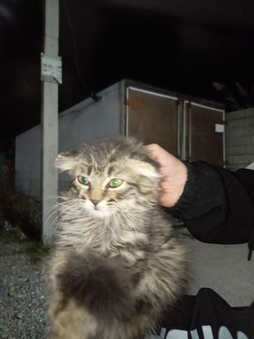 Кошка уйдің мысығв