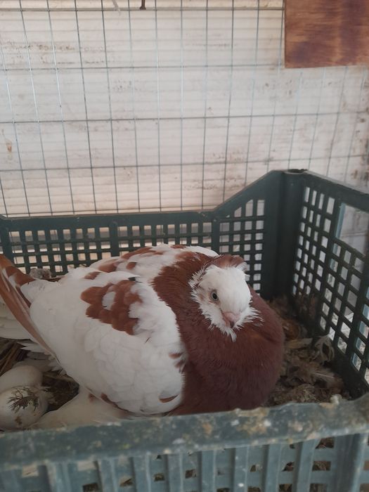 Иккита духчуби пар битта чубати мода