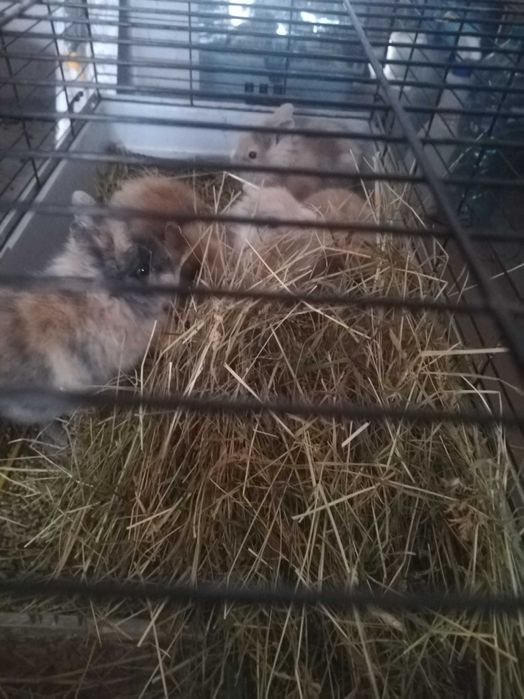 Iepurași cap de leu