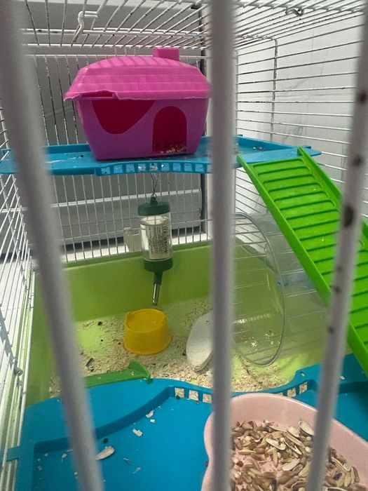 Продаю хомяк вместе с клеткой