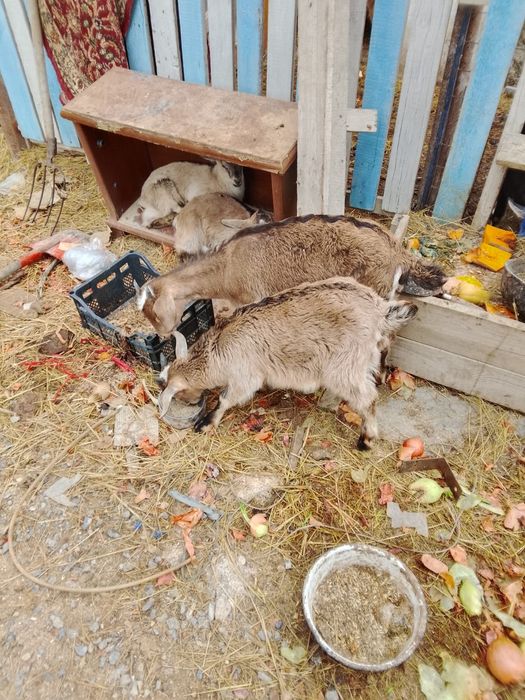 Козлята  молочой пароды,от35 тыс.