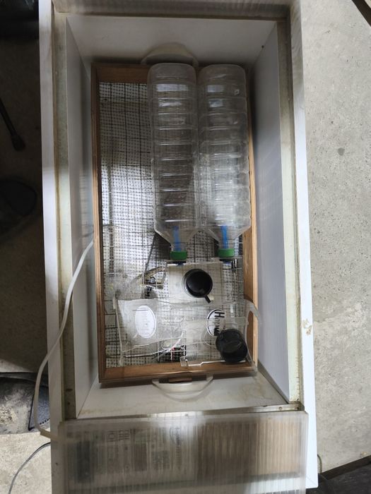 Инкубатор Норма Луппер