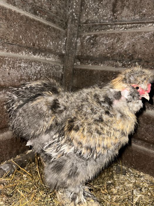 Cocosi matase japoneză