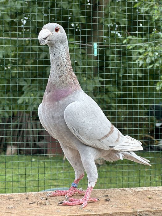 Voiajori germani