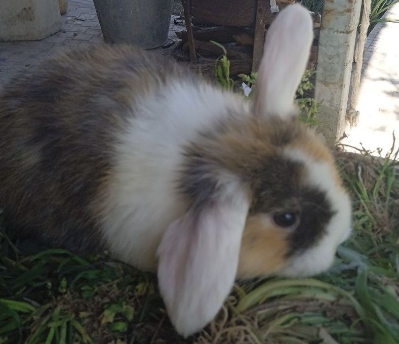 Декоративные висхоухие  кролики. Милые ручные готовы к продаже 6 шт