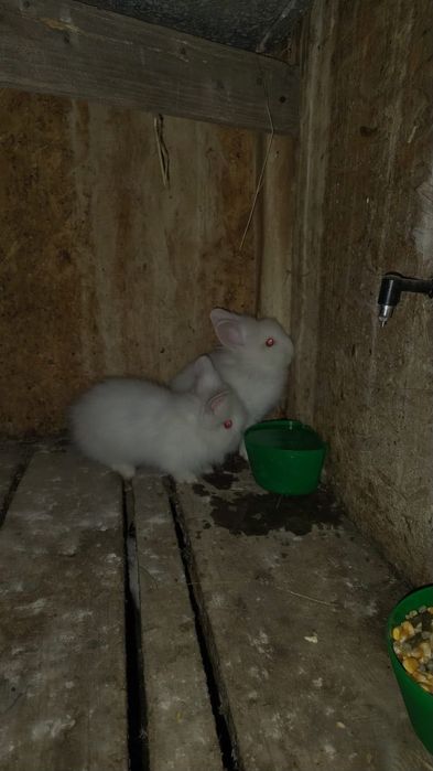 Iepuri si altele