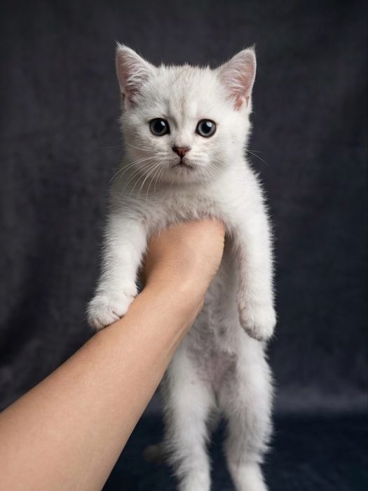 К лотку приучены