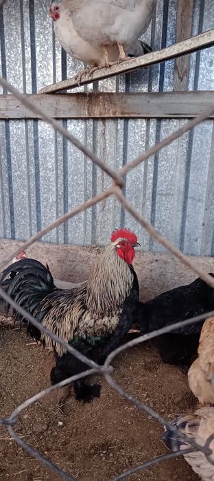 Қораз сатылады  жас