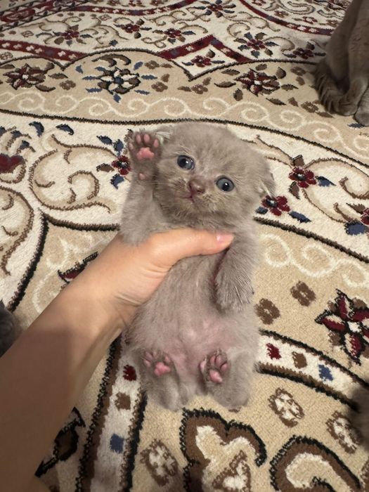 Британские вислаухие котята