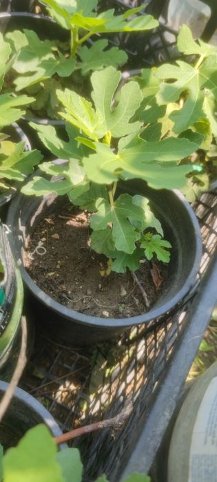 Smochin smochini galben verde diverse mărimi preț de la 15 lei