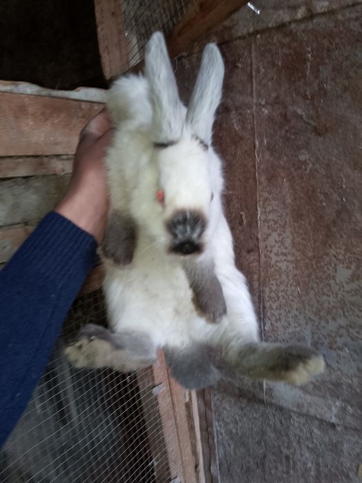 Kaliforniya zotli quyonlar sotiladi Калифор куйон сотилади