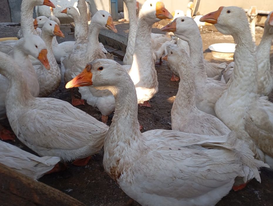 Продам домашних курей гусей и уток