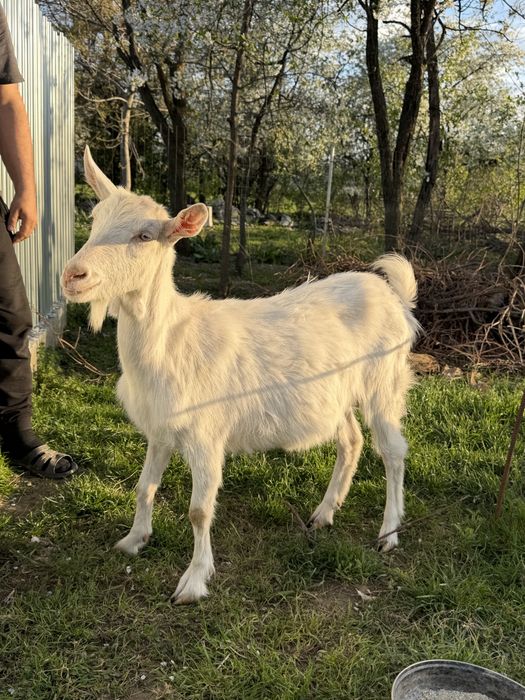 Țap rasa Saanen & capră rasa Saanen
