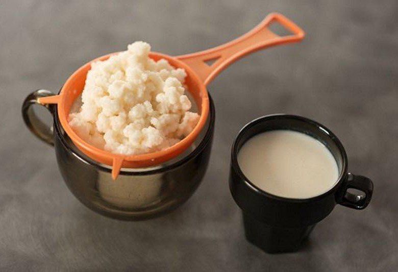 Кефирный (тибетский) гриб