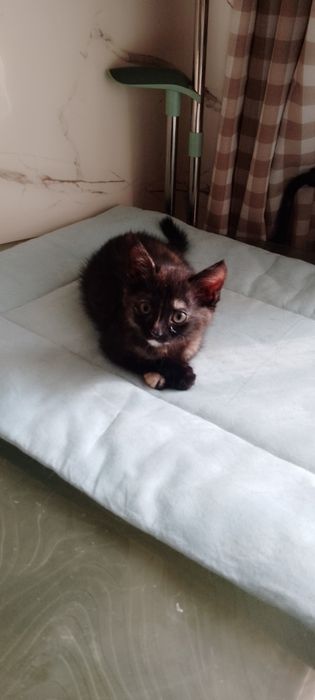 Сердечно над глазиком-удача в жизни!