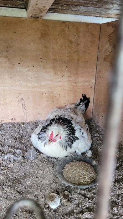 KURK tovuq svetli brama yirik tovuq 2ta