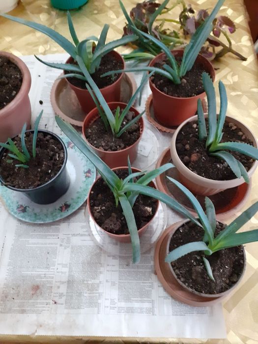 Цветы 500 тенге