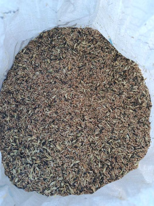 продам мешки пшеницы 50кг
