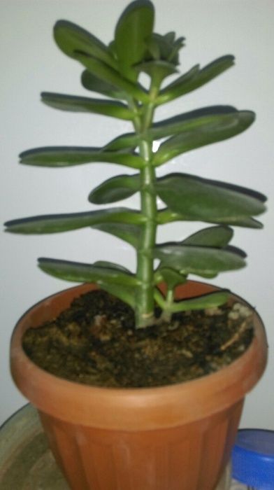 Продам денежное дерево