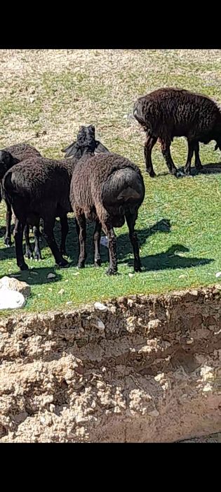 Zotdor quchqorlar 3300 dan boshlab