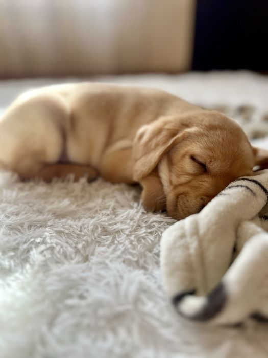 Лабрадор Ретривър