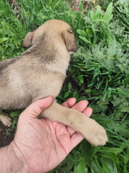 Щенок девочка собака 2 месяца ищет дом