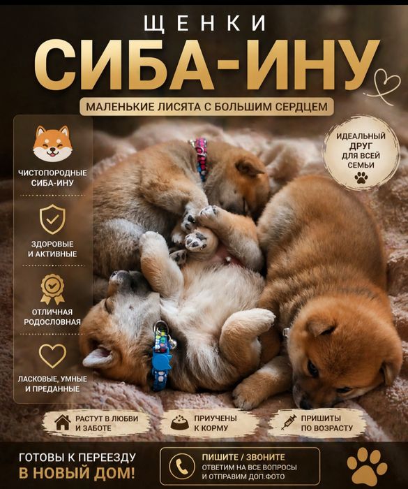 Шикарные малыши сиба ину