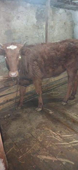 Продам тёлку 11 месяцев