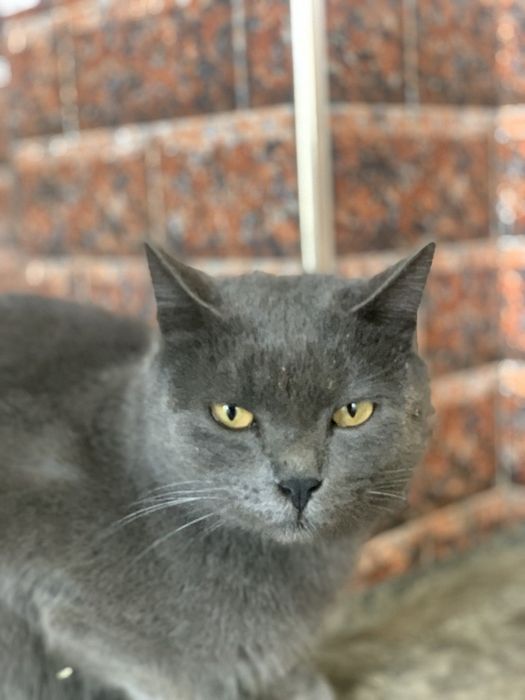 British Shorthair mushuk sotiladi