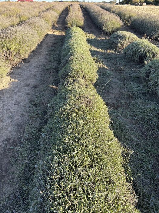 Vand butasi de lavanda