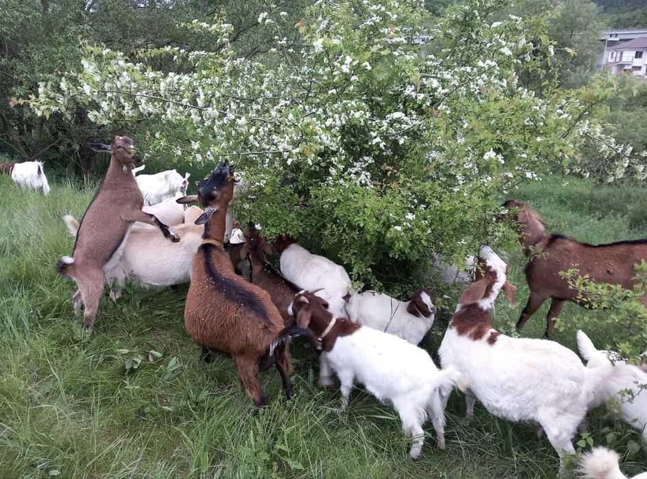 Vand capre Alpina franceza, Boer si Sanen
