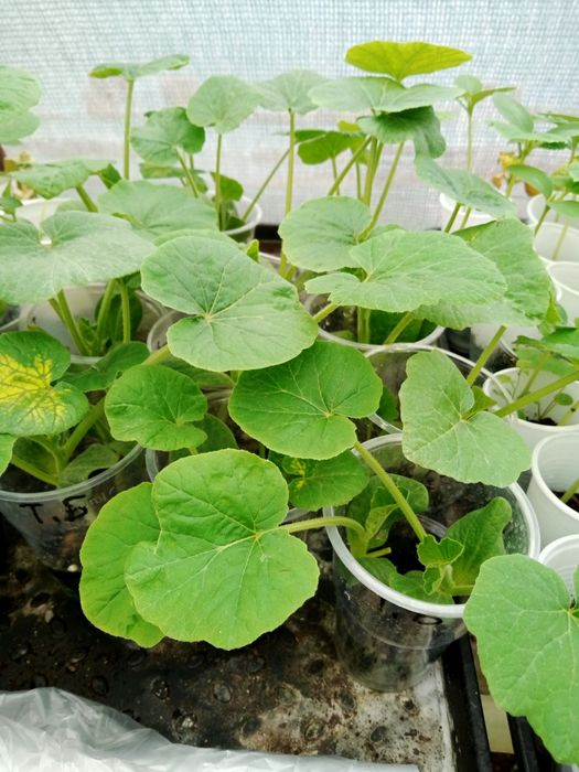 Продам овощную рассаду