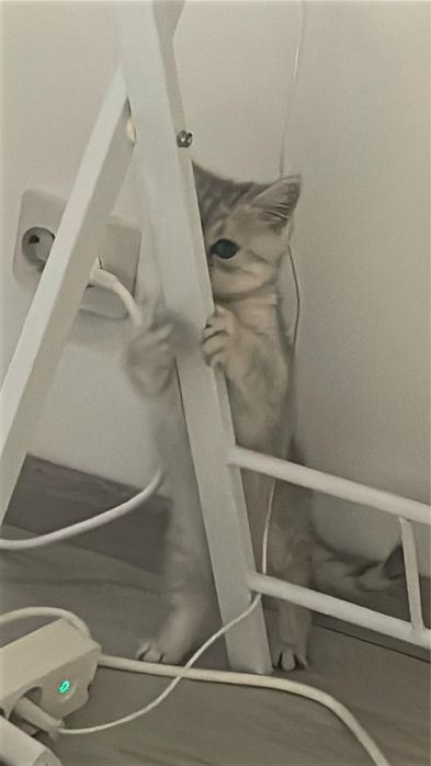 Donez British short hair