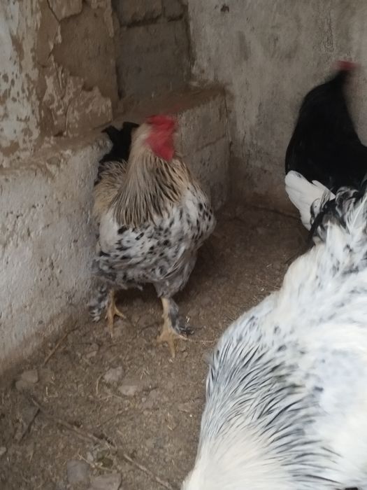 Петухи 100. 000 сум