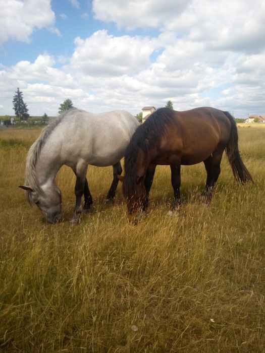 Vand 3 cai sau schimb si cu oi