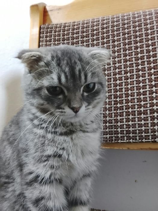 Шотландский мысық сатамын