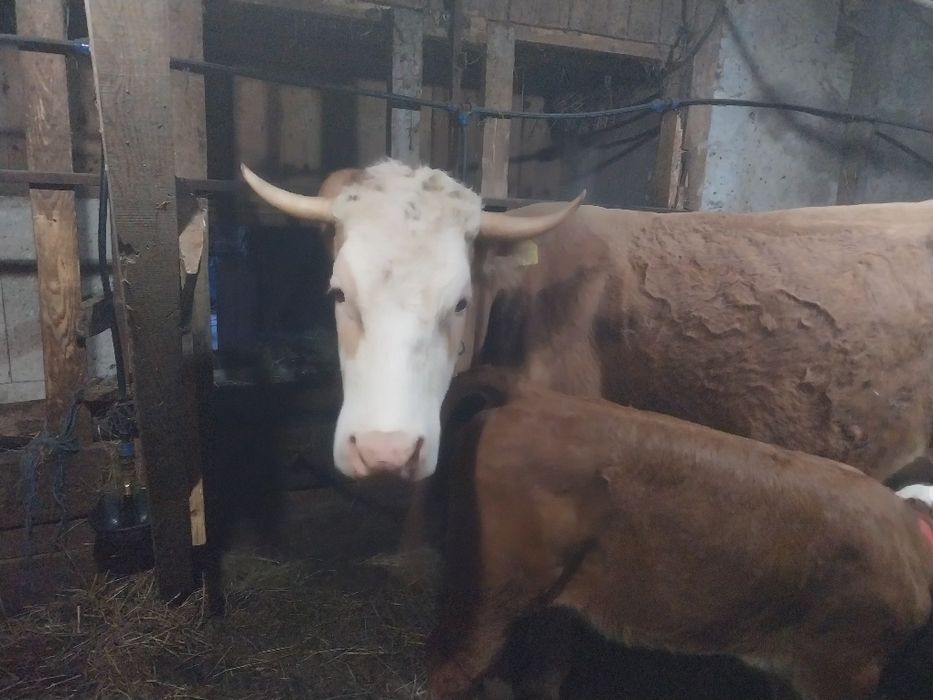 Vând vacă Balțata Românească cu vitea