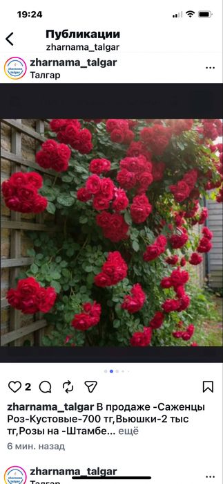 Көшеттер(Саженцы)Роза Өрмелеитин,Роза Штамбовыи,Аласа болы