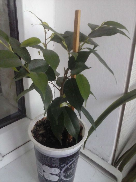 Фикус Бенджамина