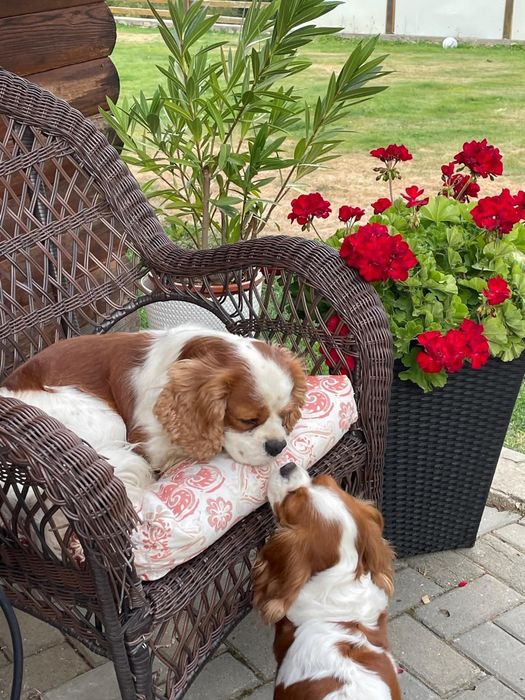 Vând cățelușă Cavalier King Charles spaniel