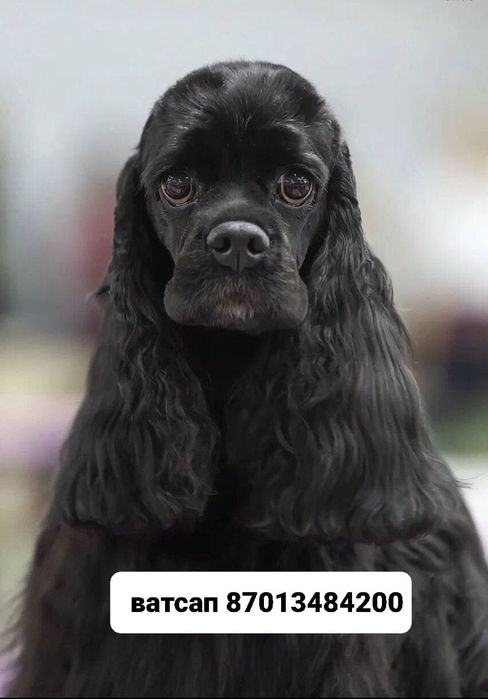 Американский кокер спаниель