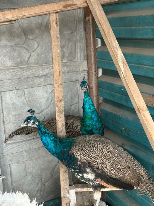 Продажа павы-павлинов