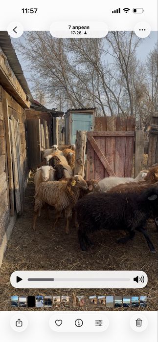 Бараны.