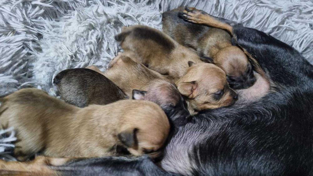 Русский той-терьер, резерв!