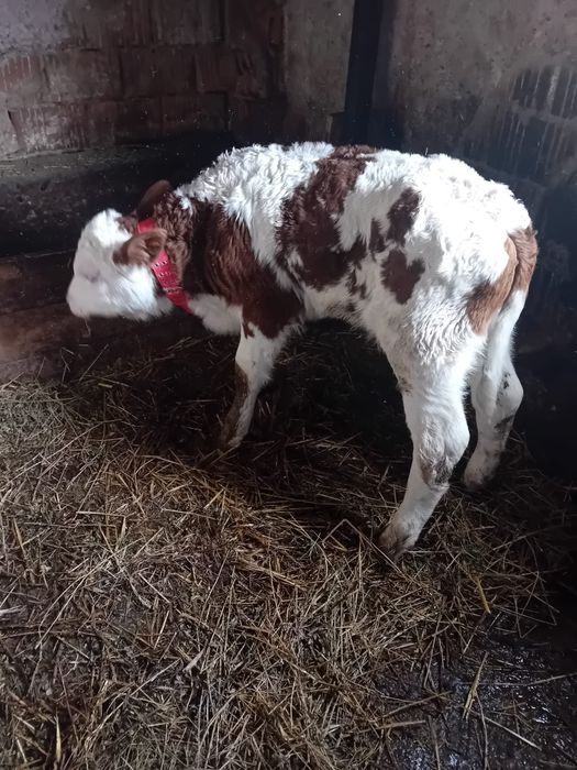 Vand tauraș de 3 saptamâni