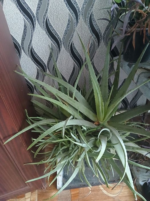 Продается комнатний цвети алоэ и ещё две другий цвети